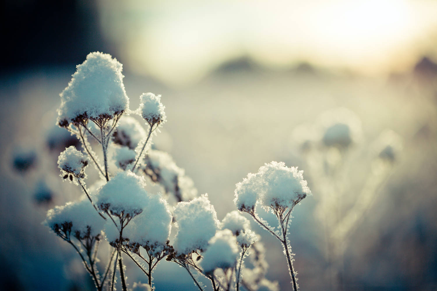 Mit Schnee bedeckte Pflanzen