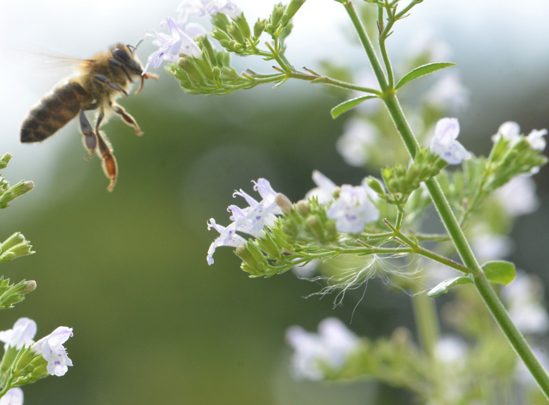 Insekten finden Nahrung