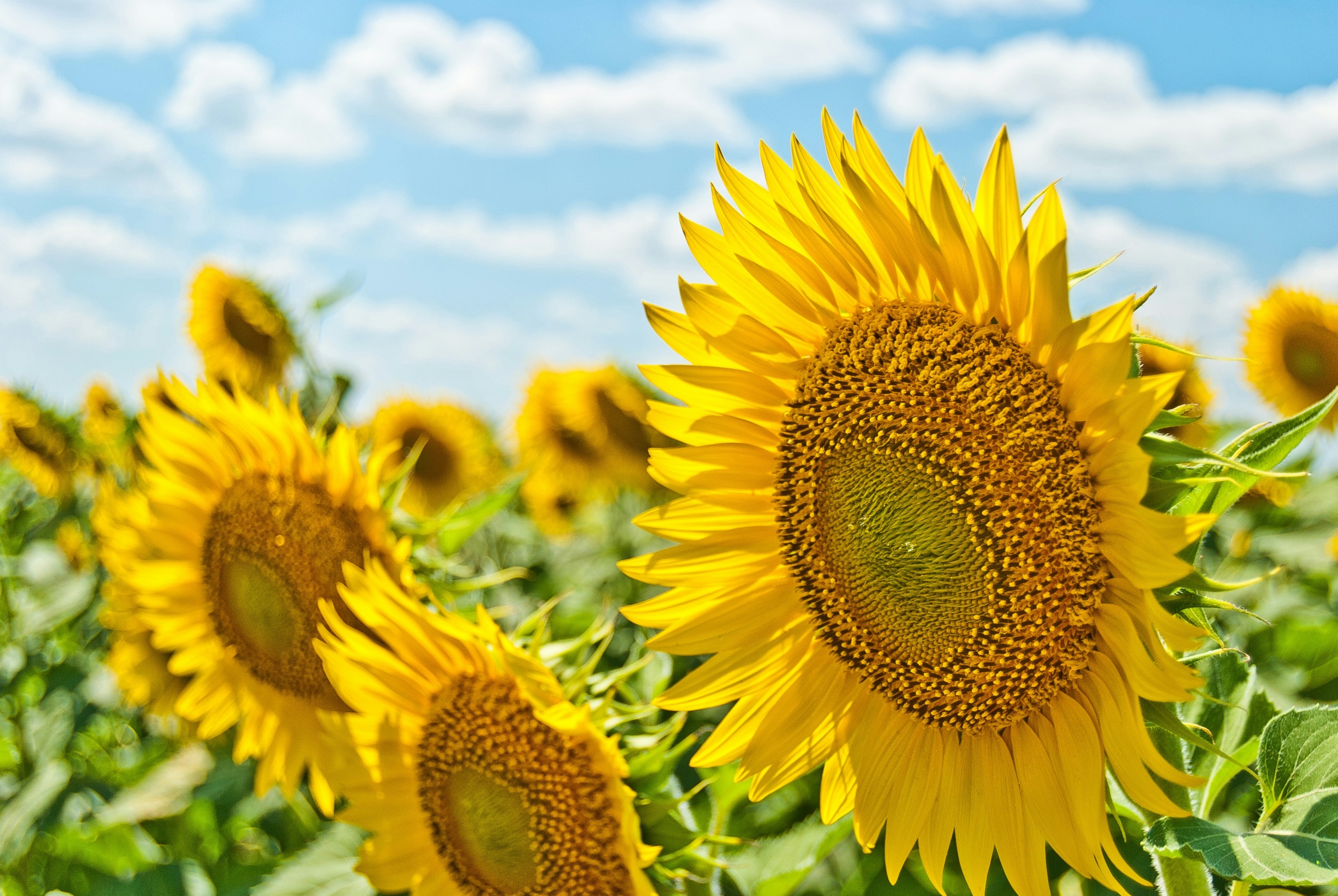 Feld von Sonnenblumen